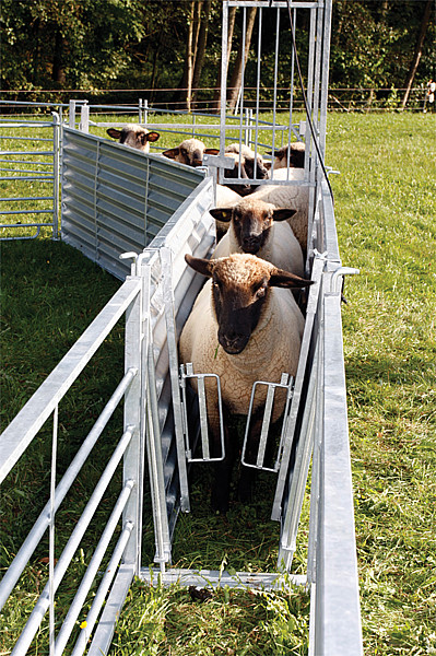 Rücklaufsperre für Schafe, für Horden