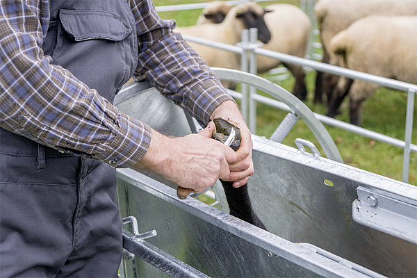 Behandlungsstand Typ Wendebox für Schafe 