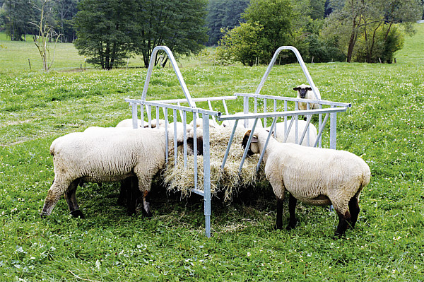 Viereckraufe Standard für Schafe